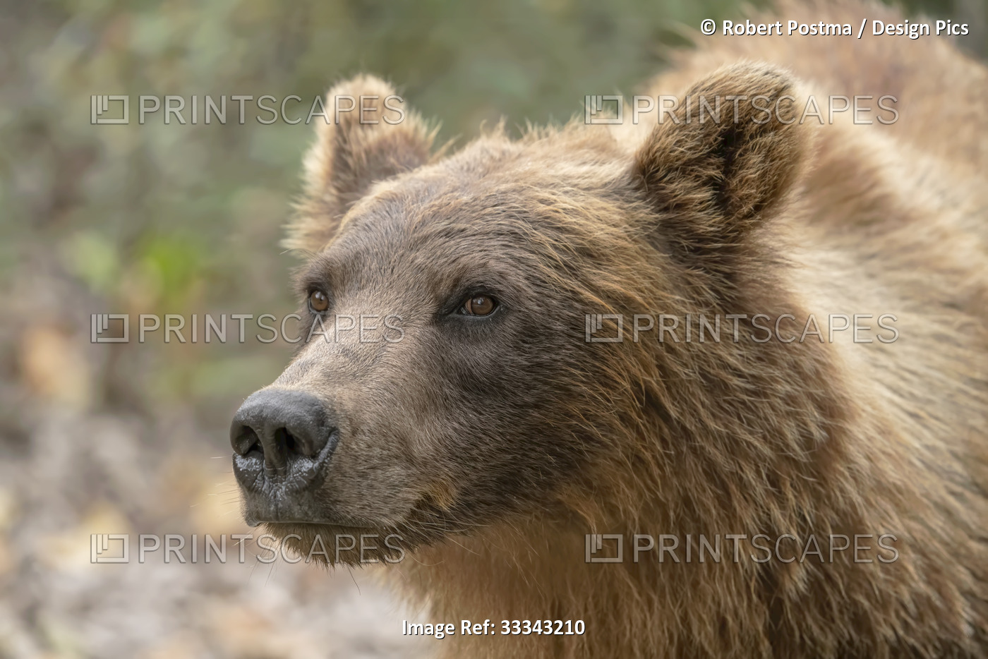 Close-up Portrait of a grizzly bear (Ursus arctos horribilis); Atlin, British ...
