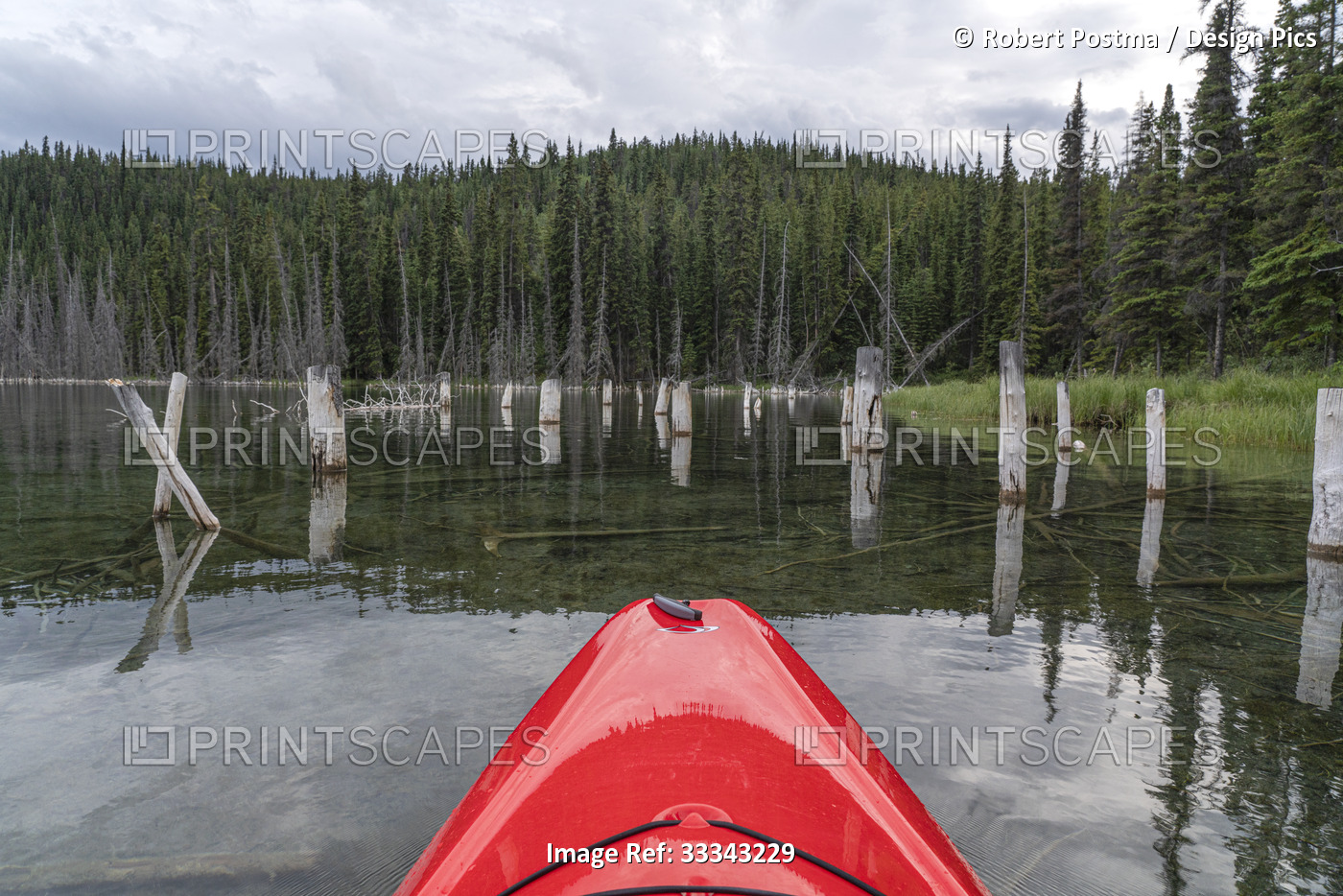 Close-up of the bow of a kayak navigating through wooden posts on a calm lake ...