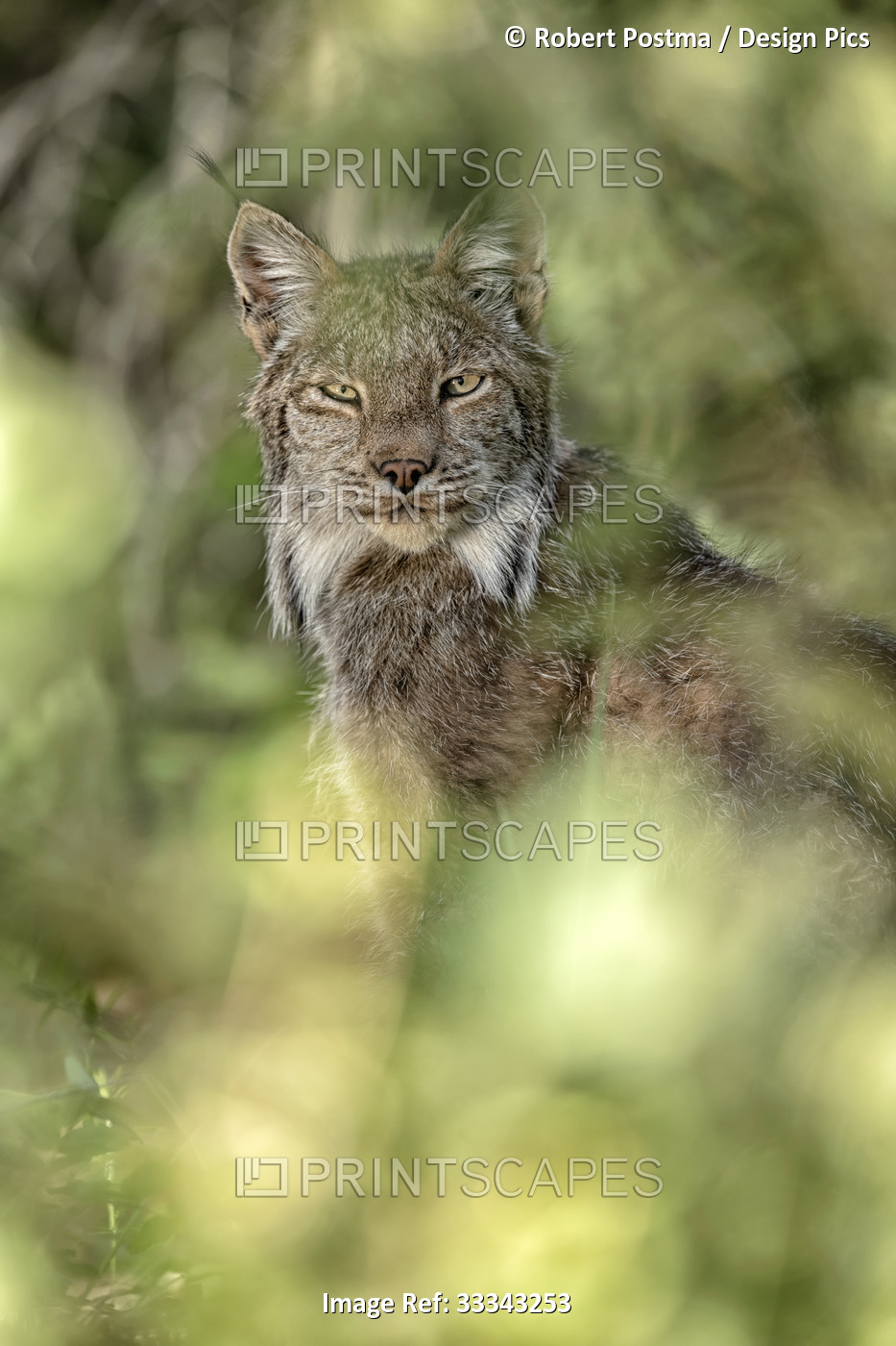 Portrait of a Canadian Lynx (Lynx canadensis) through the trees; Whitehorse, ...