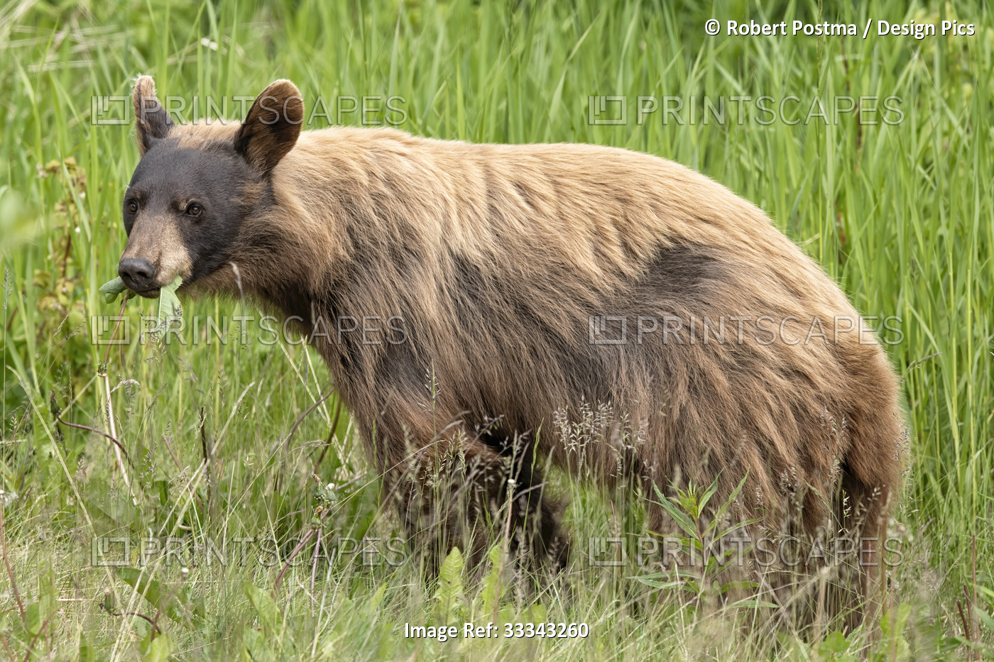 Portrait of a young grizzly bear (Ursus arctos horribilis) standing in a grassy ...