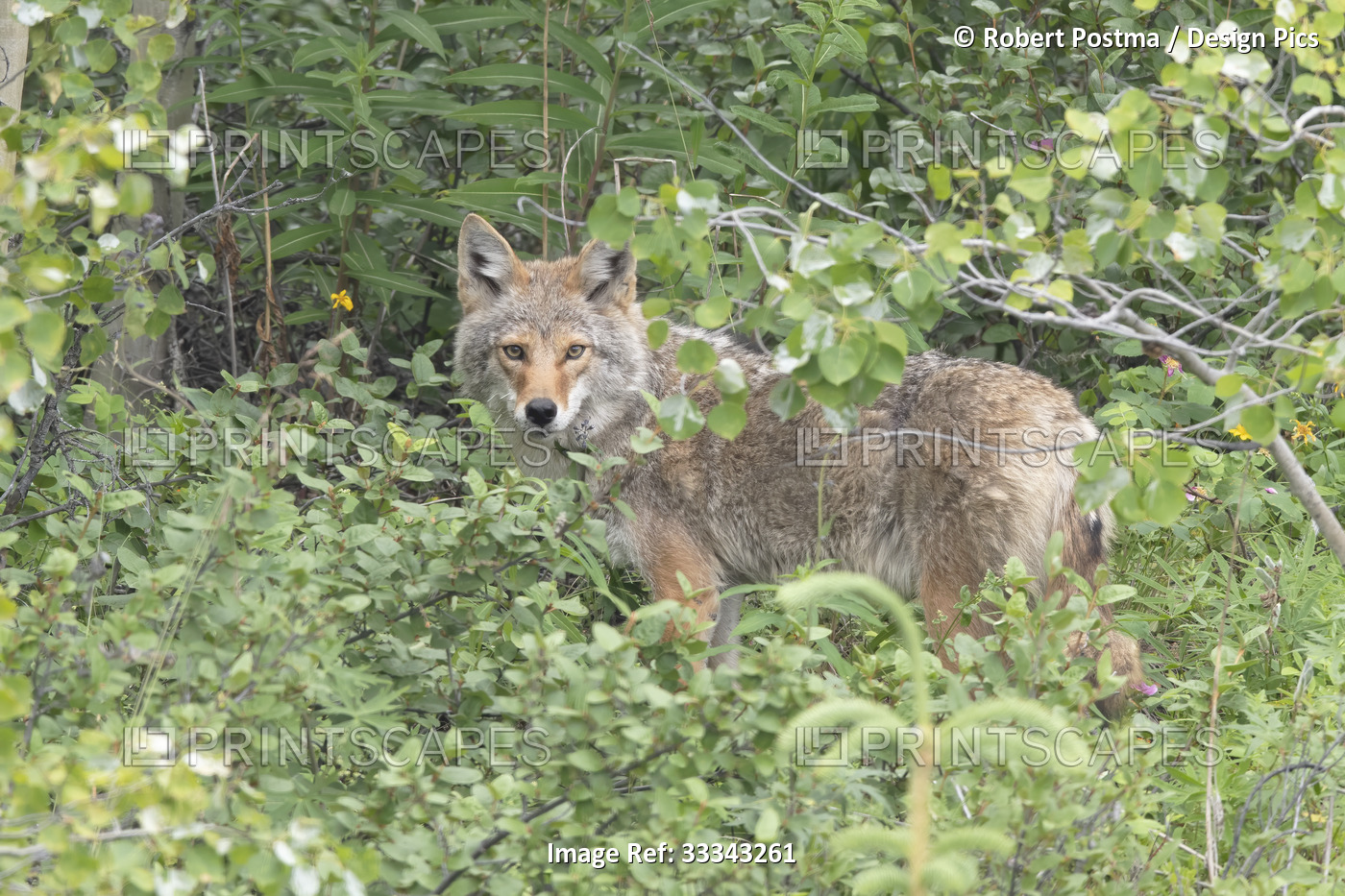 Coyote (Canis latrans) standing in forest foliage looking towards the camera; ...