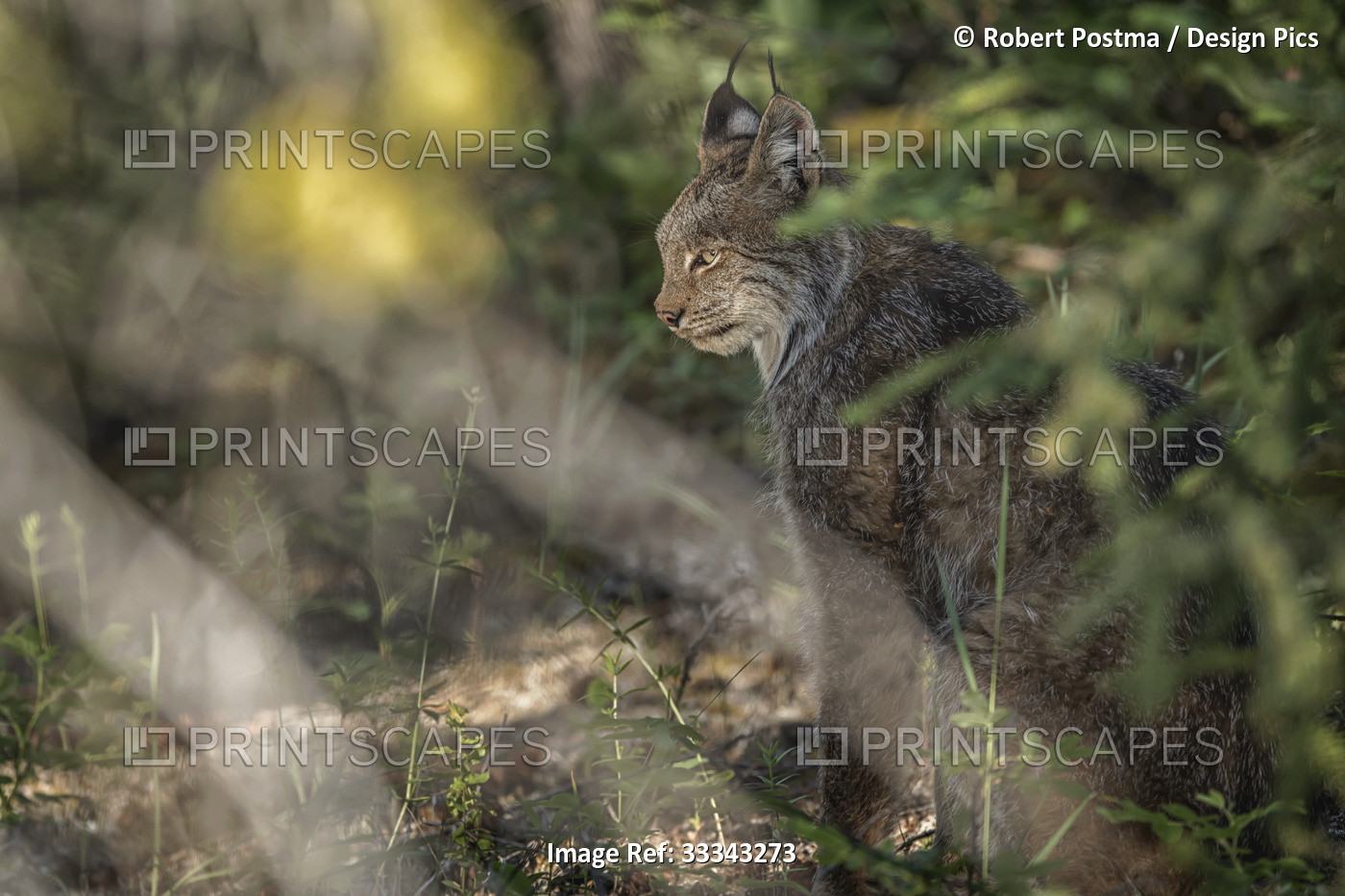Canadian Lynx (Lynx canadensis) sitting in the forest hidden by the foliage; ...