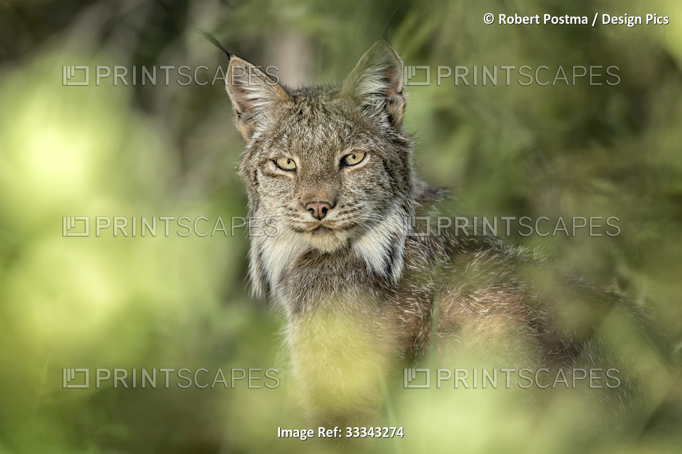 Portrait of a Canadian Lynx (Lynx canadensis) sitting in the forest hidden by ...