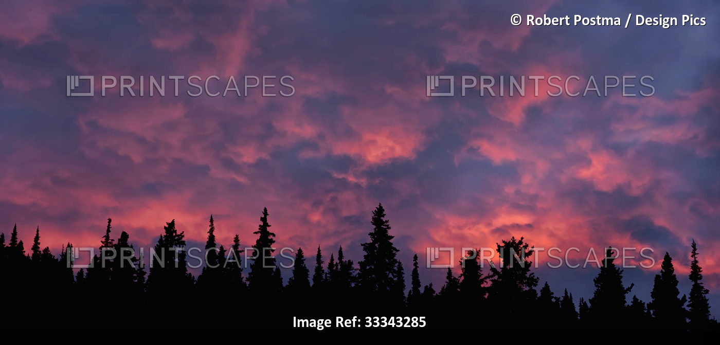 Sunset illuminating the clouds above a silhouetted forest; Whitehorse, Yukon, ...