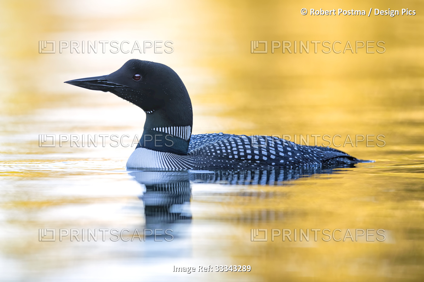 Common Loon (Gavia immer) in breeding plumage on the water illuminated by ...