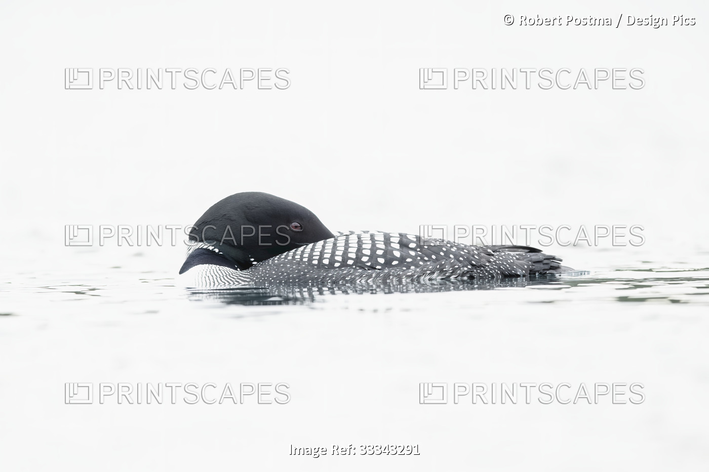Common Loon (Gavia immer) in breeding plumage on the water, sleeping with head ...