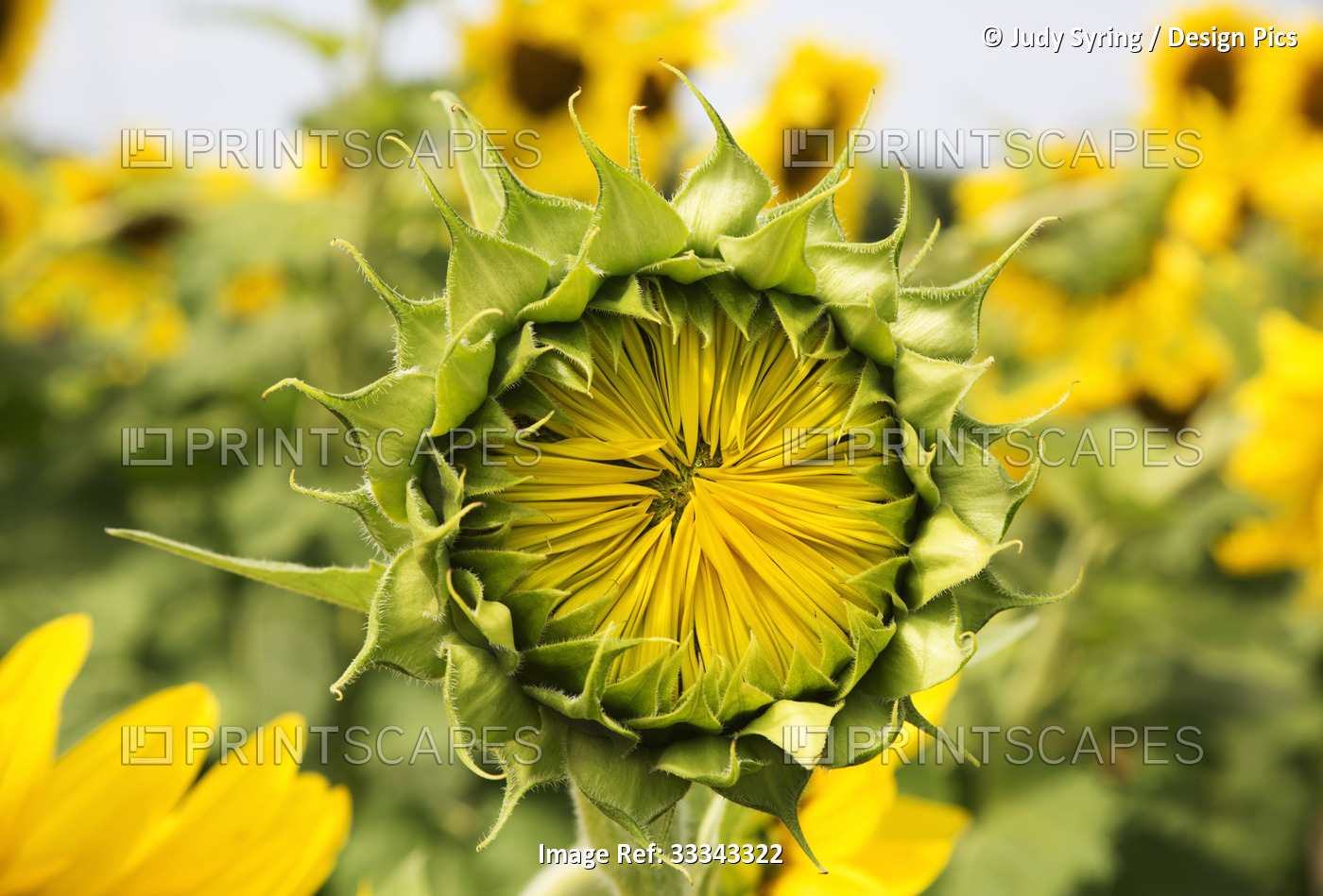 Close-up of an unopened sunflower (Helianthus annuus) with its yellow ray ...