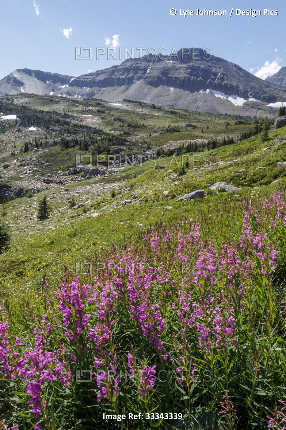 Wildflowers in a meadow in the Canadian Rocky Mountains, Banff National Park; ...