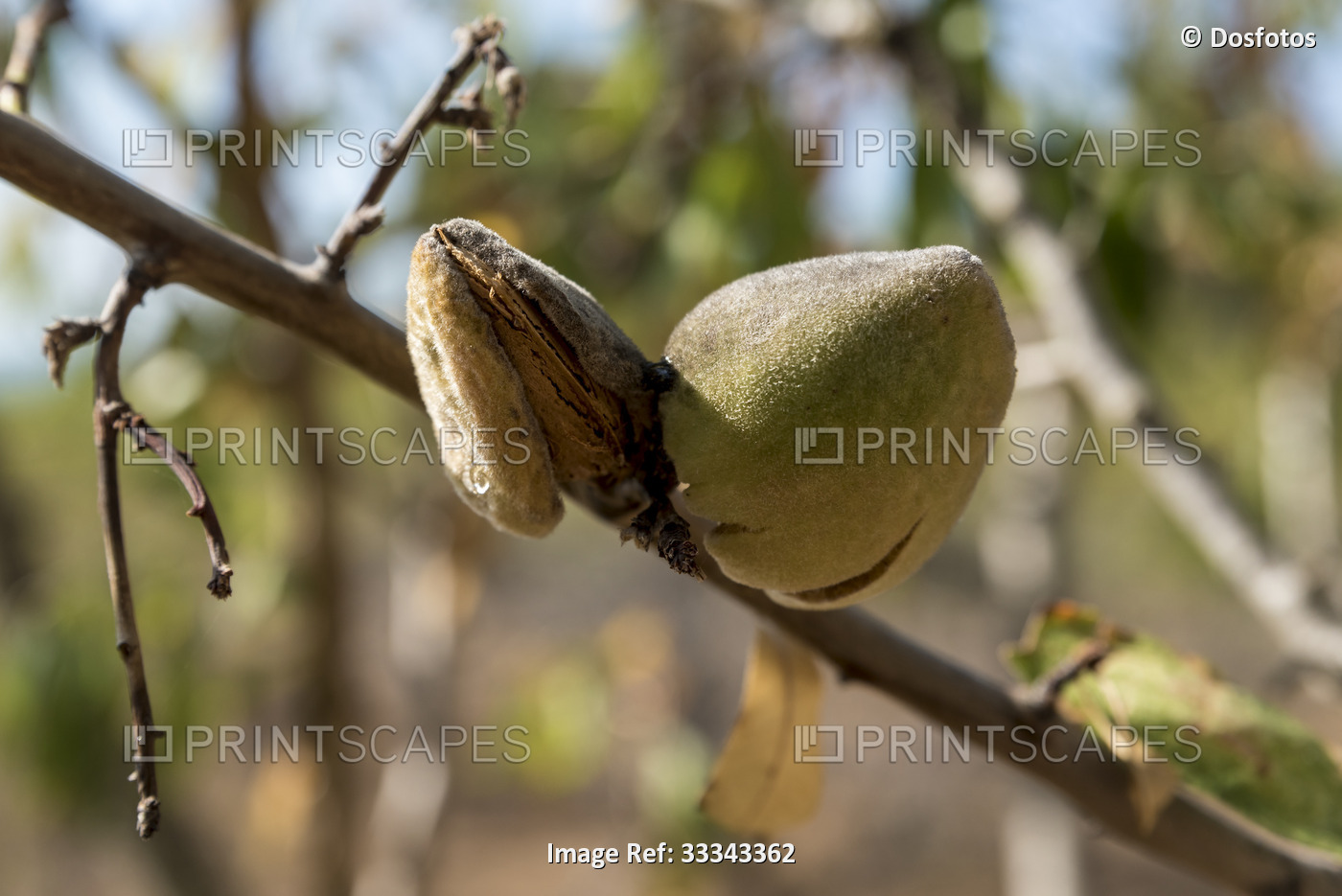 Close-up of the fruit of a sunlit almond tree (Prunus dulcis) with its fuzzy ...