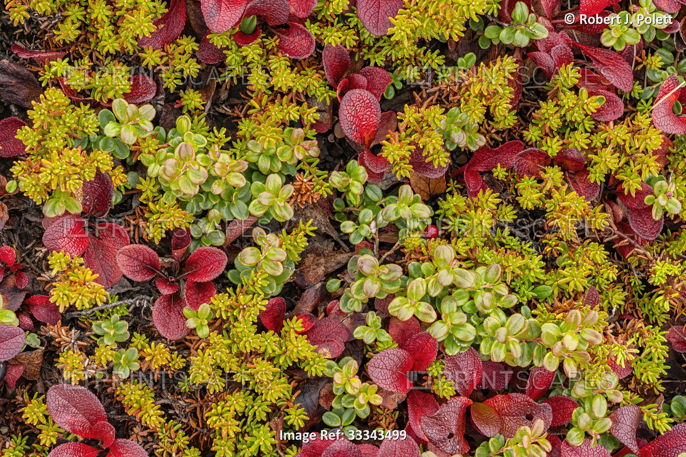 Close-up of bearberry, crowberry and other plants covering the tundra in ...
