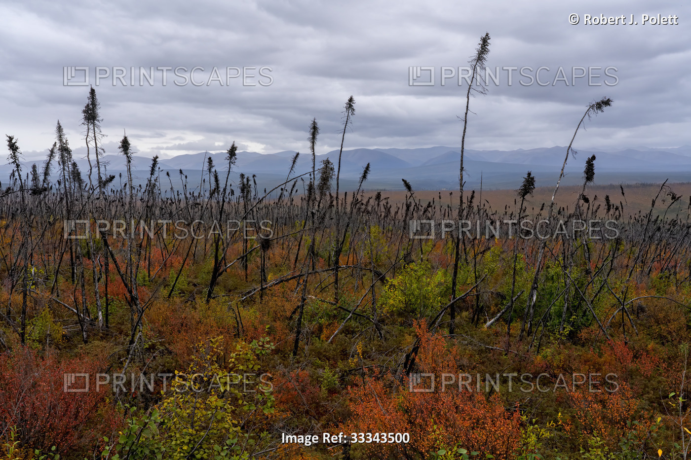 Close-up of tundra grasses and dwarf shrubs in autumn colors with the grey ...
