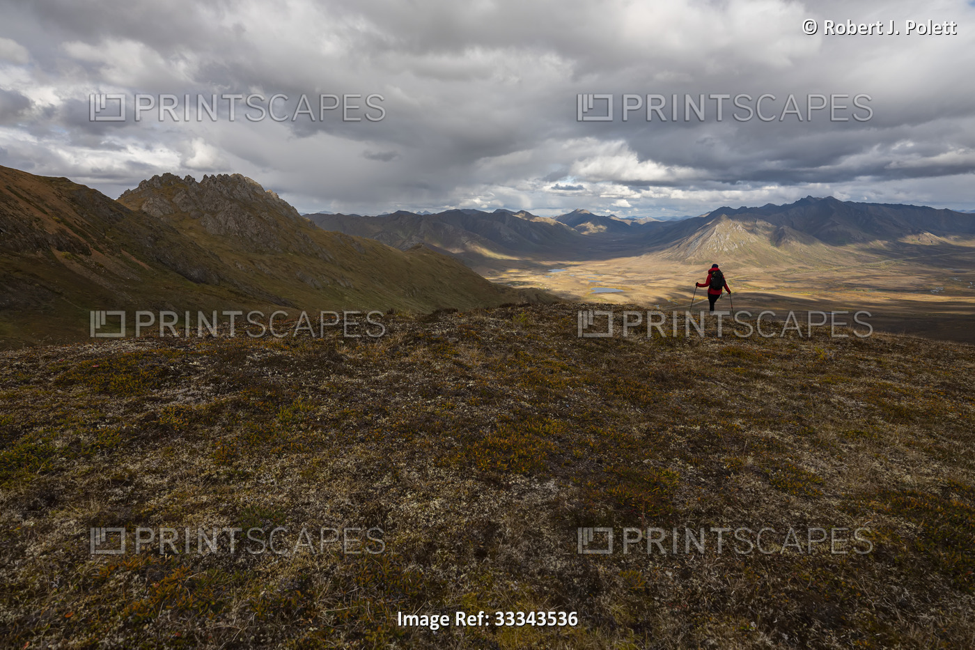 Woman hiker trekking along trail through the autumn tundra with mountains and ...