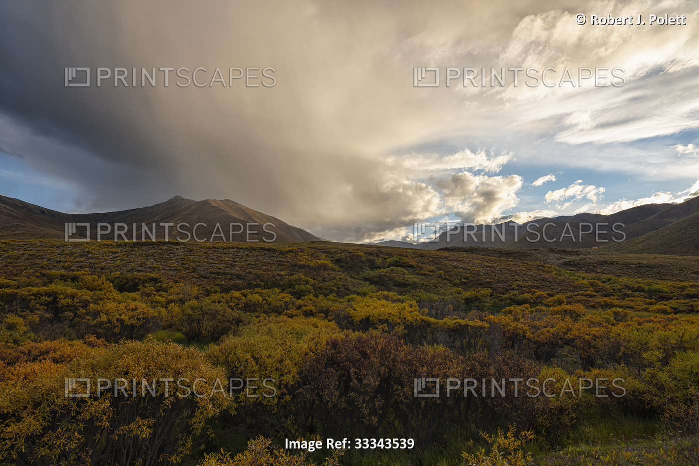 Fall colors of the tundra with mountain peaks and dramatic rain cloud formation ...