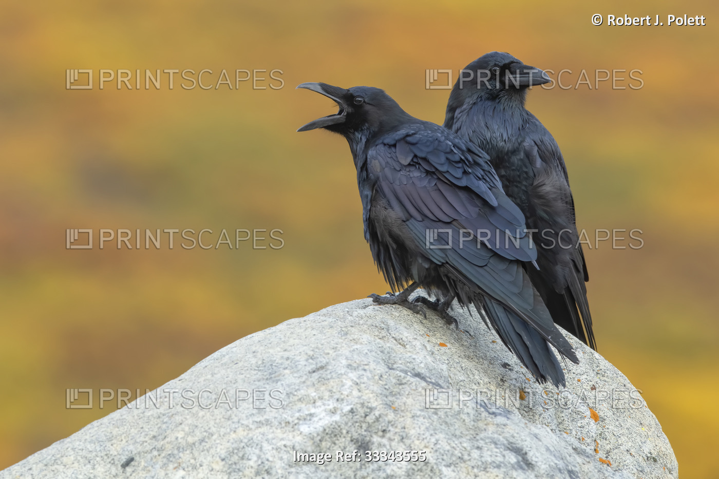 Close-up of two ravens (Corvus corax) perched on a rock against a gold ...