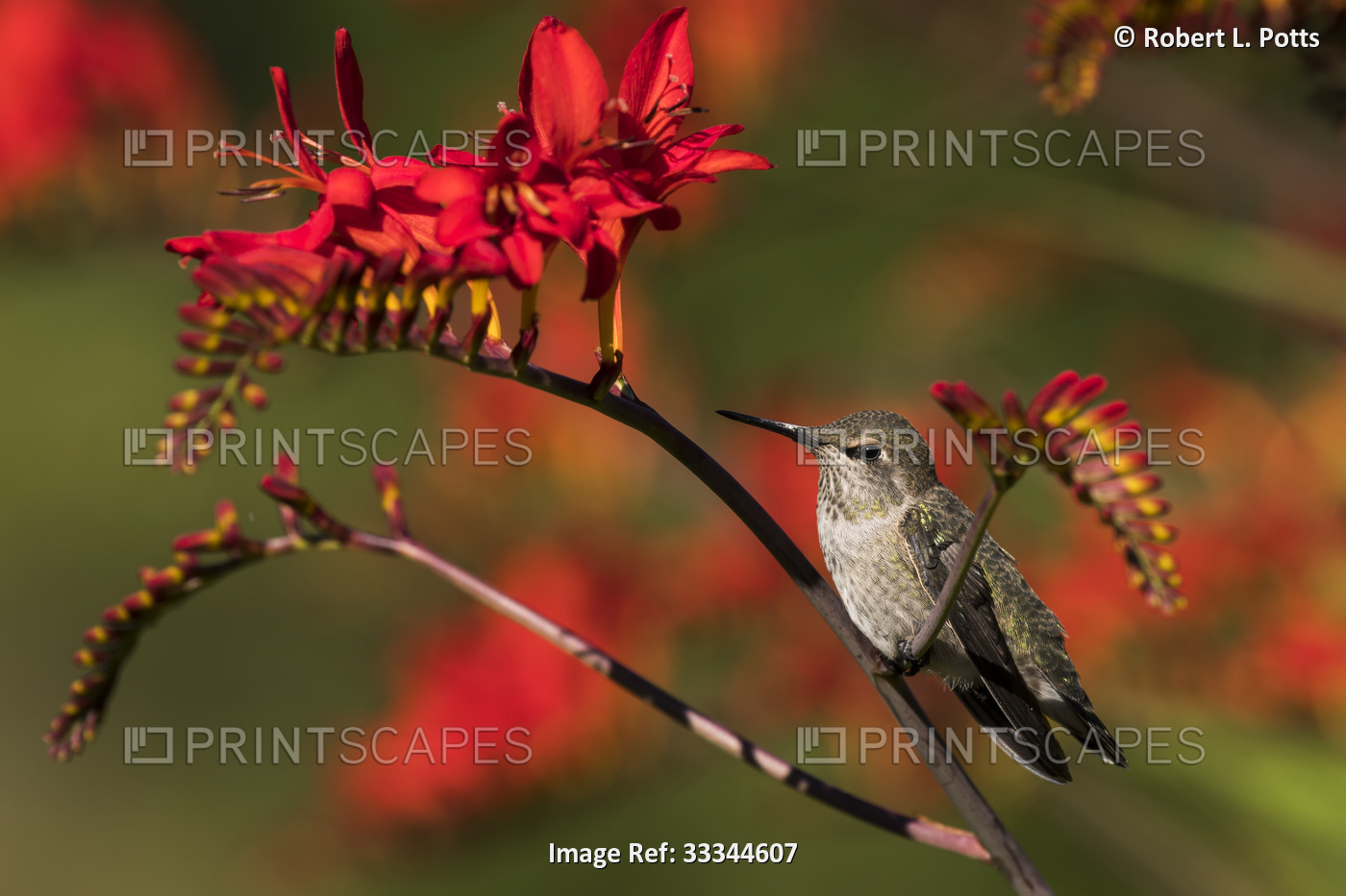 Evening light illuminating a female Anna's Hummingbird (Calypte anna) perched ...