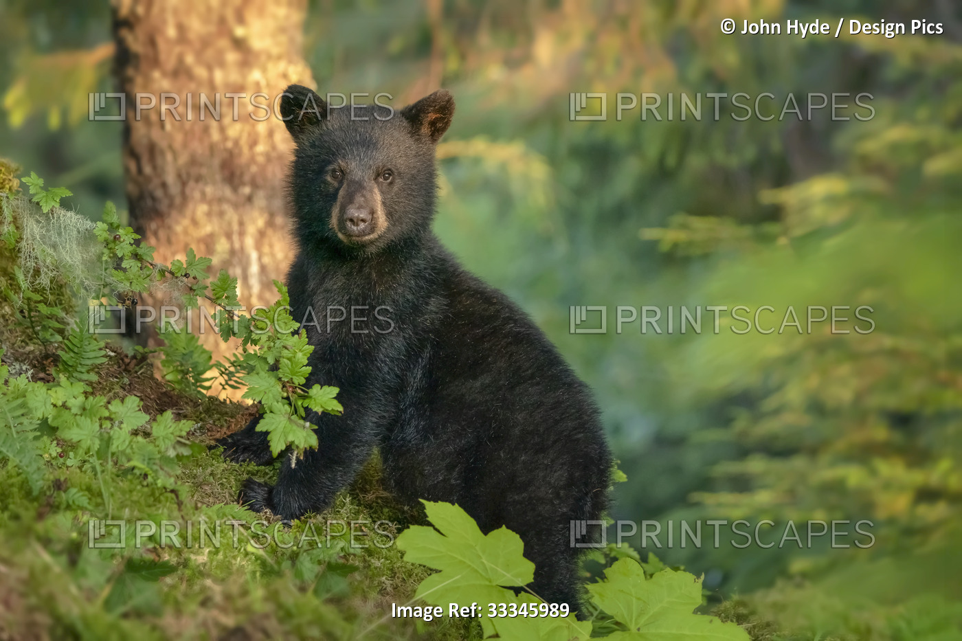 Portrait of a black bear cub (Ursus americanus) standing on its hind legs ...