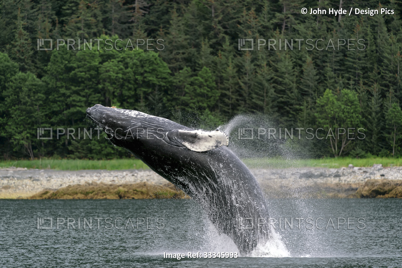 Humpback whale (Megaptera novaeangliae) breaching the water close to shore at ...