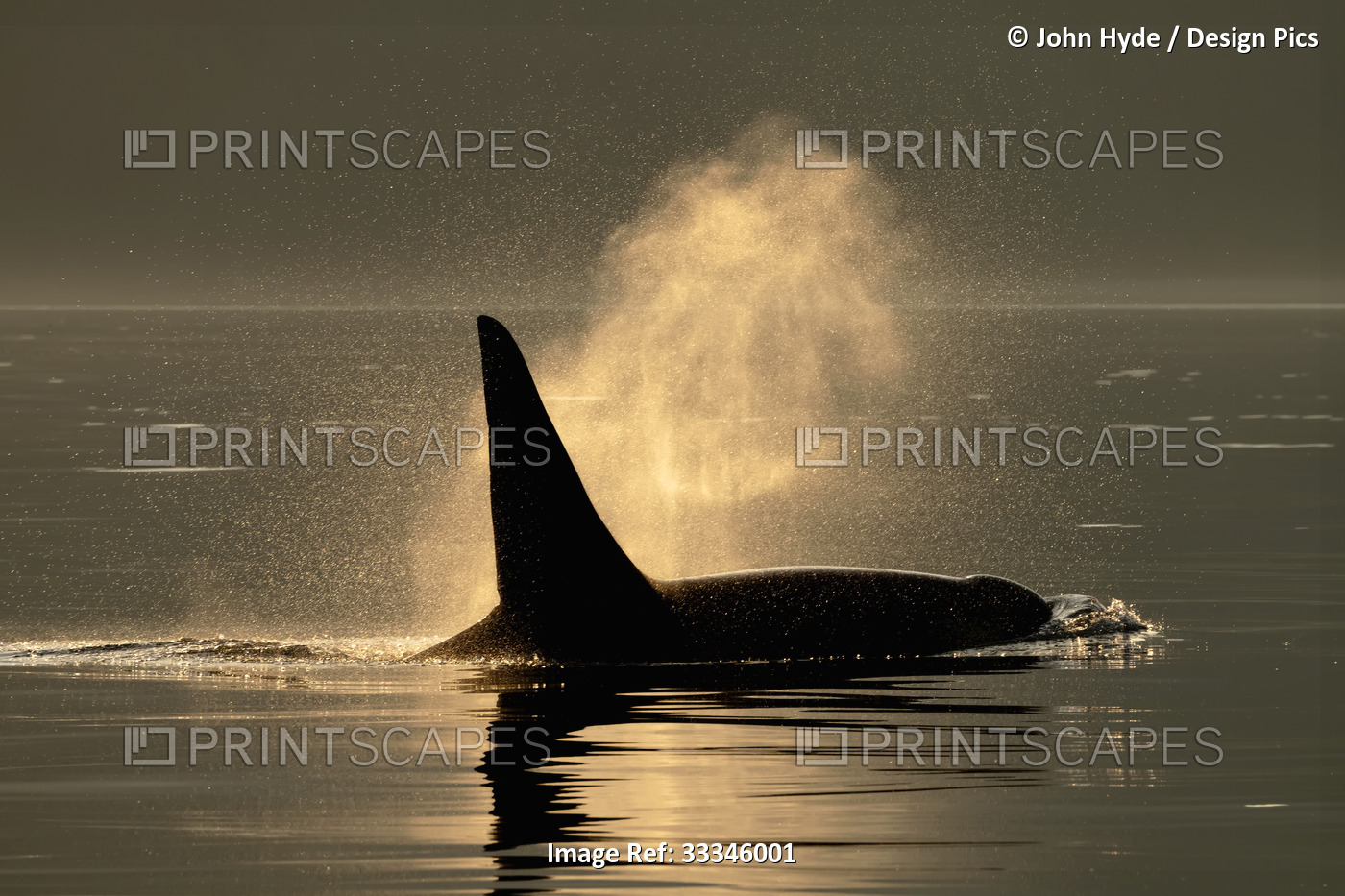 Silhouette of an orca (Orcinus orca) with its dorsal fin sticking up out of the ...