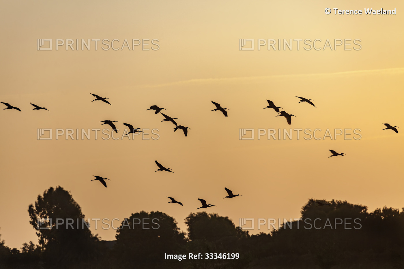 Silhouettes of African sacred ibises (Threskiornis aethiopicus) flying over the ...