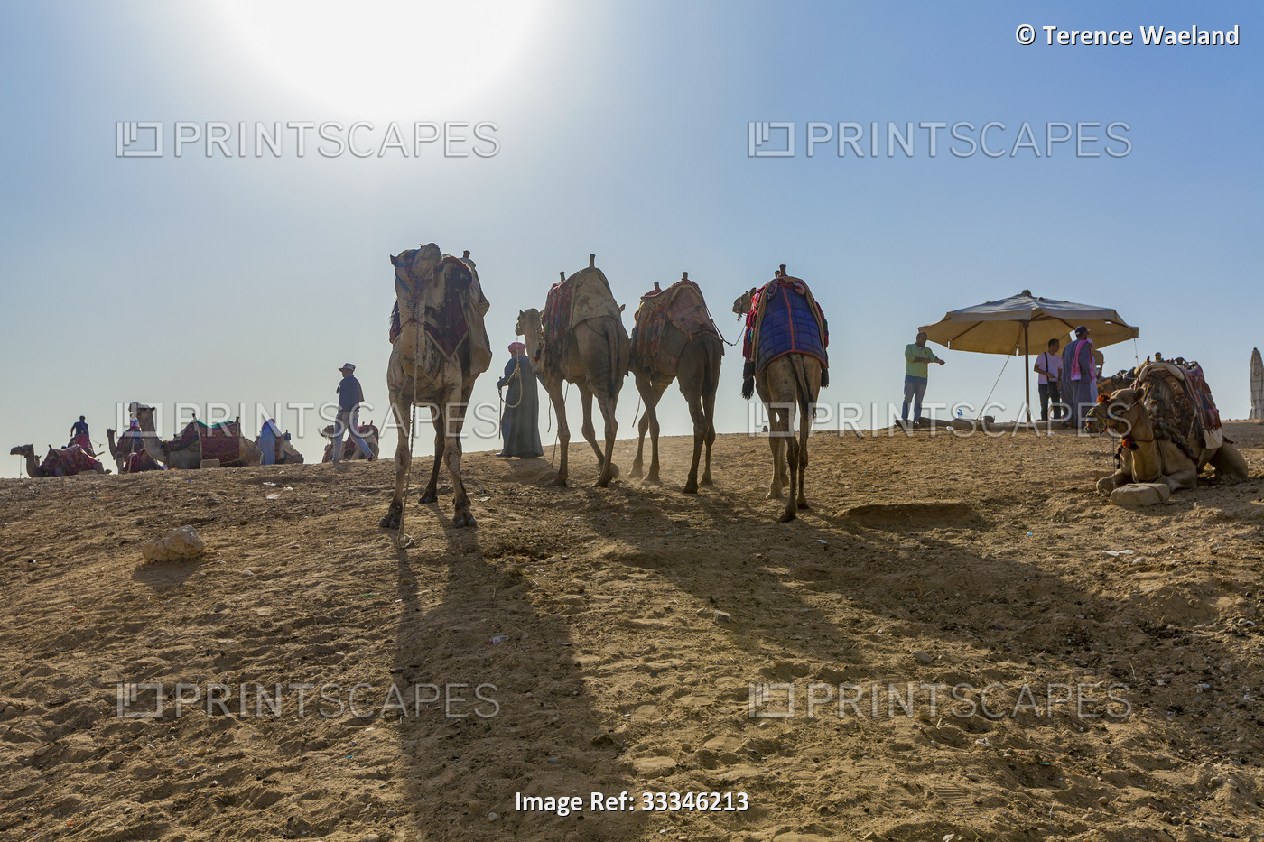 Camels, tour guides and riders at the Giza Pyramid Complex, Giza Plateau, ...