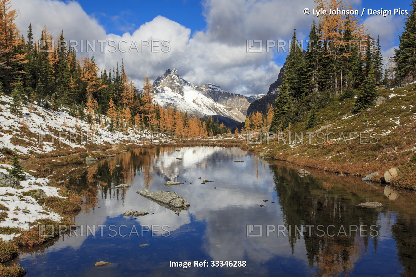 Autumn coloured Larch trees and reflections in a pond in Yoho National Park; ...