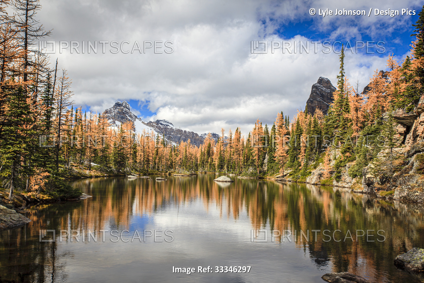 Autumn coloured Larch trees around a pond in Yoho National Park; British ...