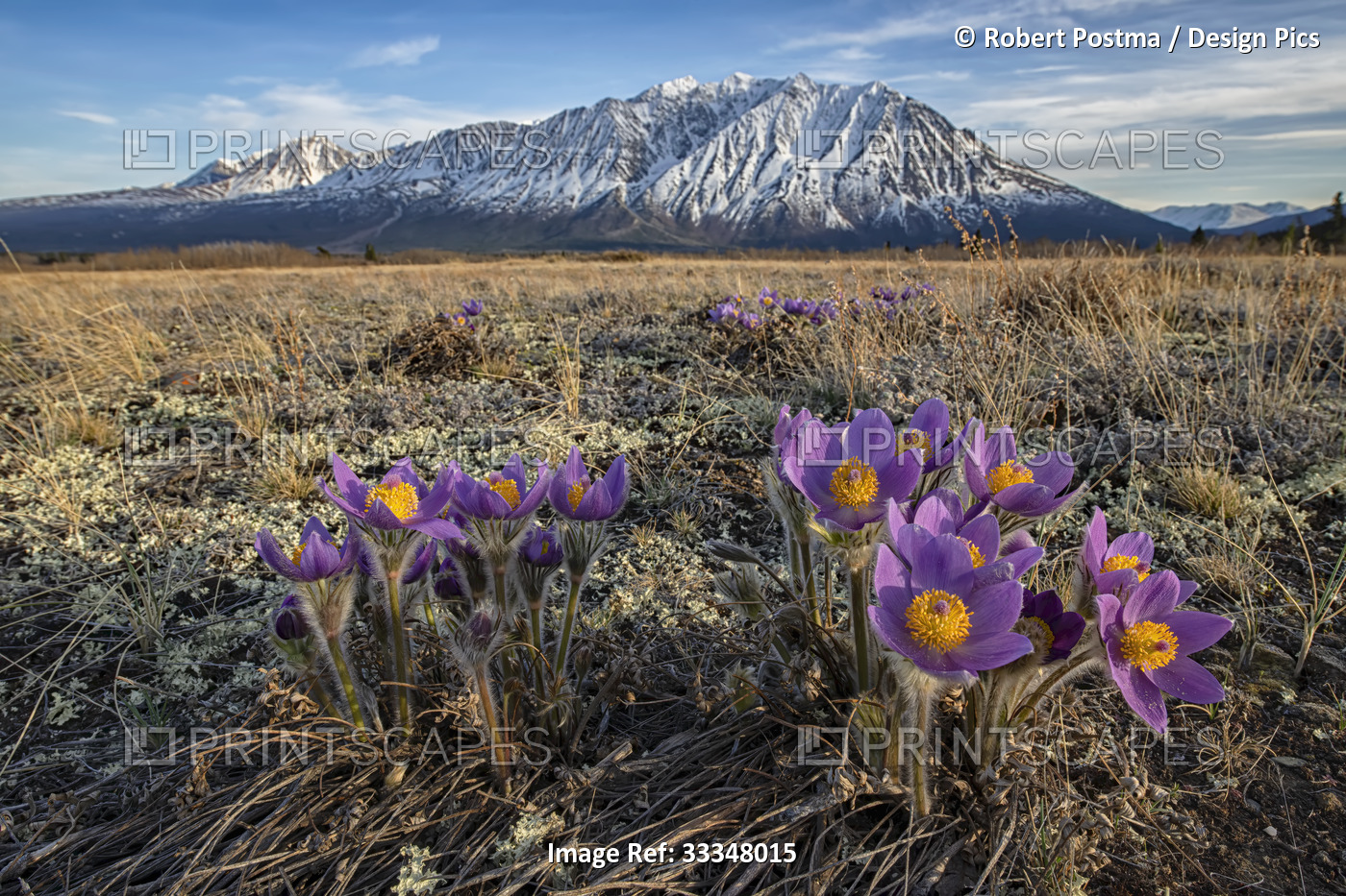 Purple, Prairie Crocus (Pulsatilla patens) blooming on the tundra in spring ...