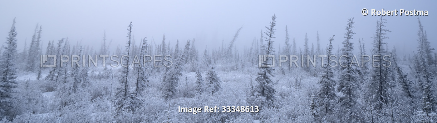 Panoramic landscape of frosty trees and plants with ice fog; Whitehorse, Yukon, ...