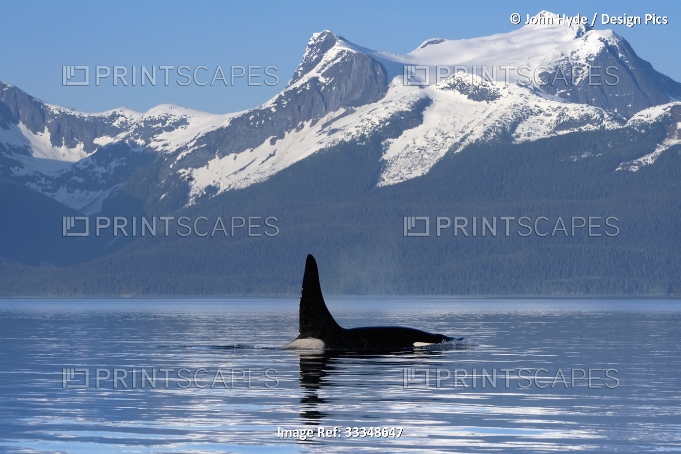 Orca (Orcinus orca) with its dorsal fin sticking up out of the water of the ...