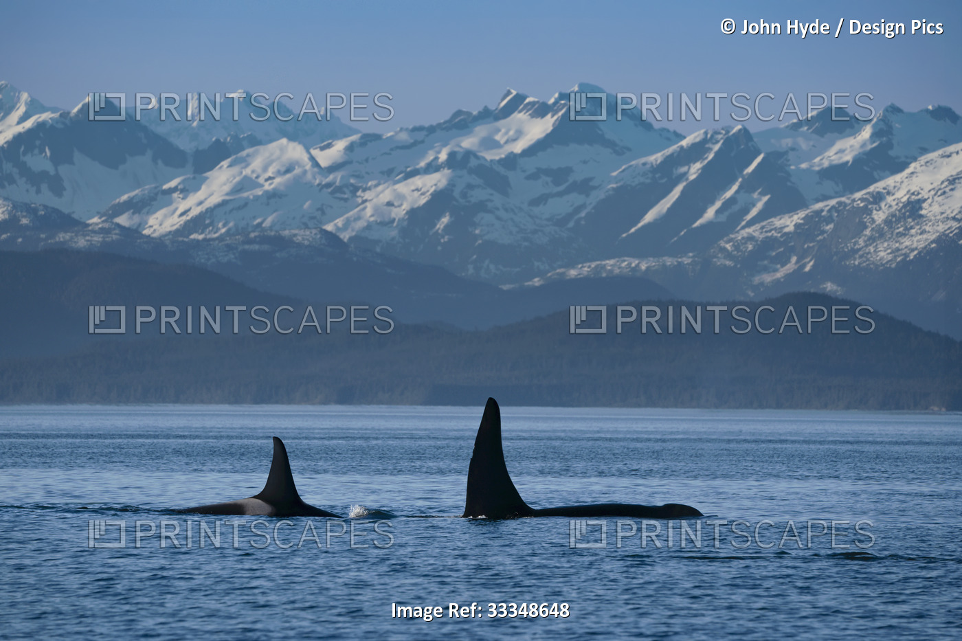 Two Orcas (Orcinus orca) with their dorsal fins sticking up out of the Lynn ...