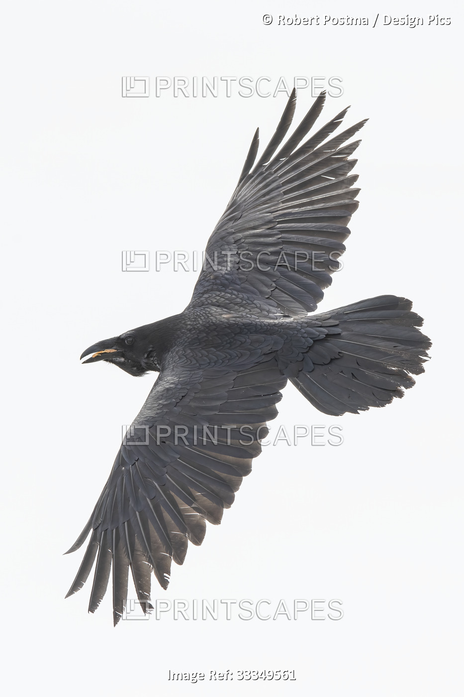 Close-up portrait of a common raven (Corvus corax) flying around Whitehorse in ...
