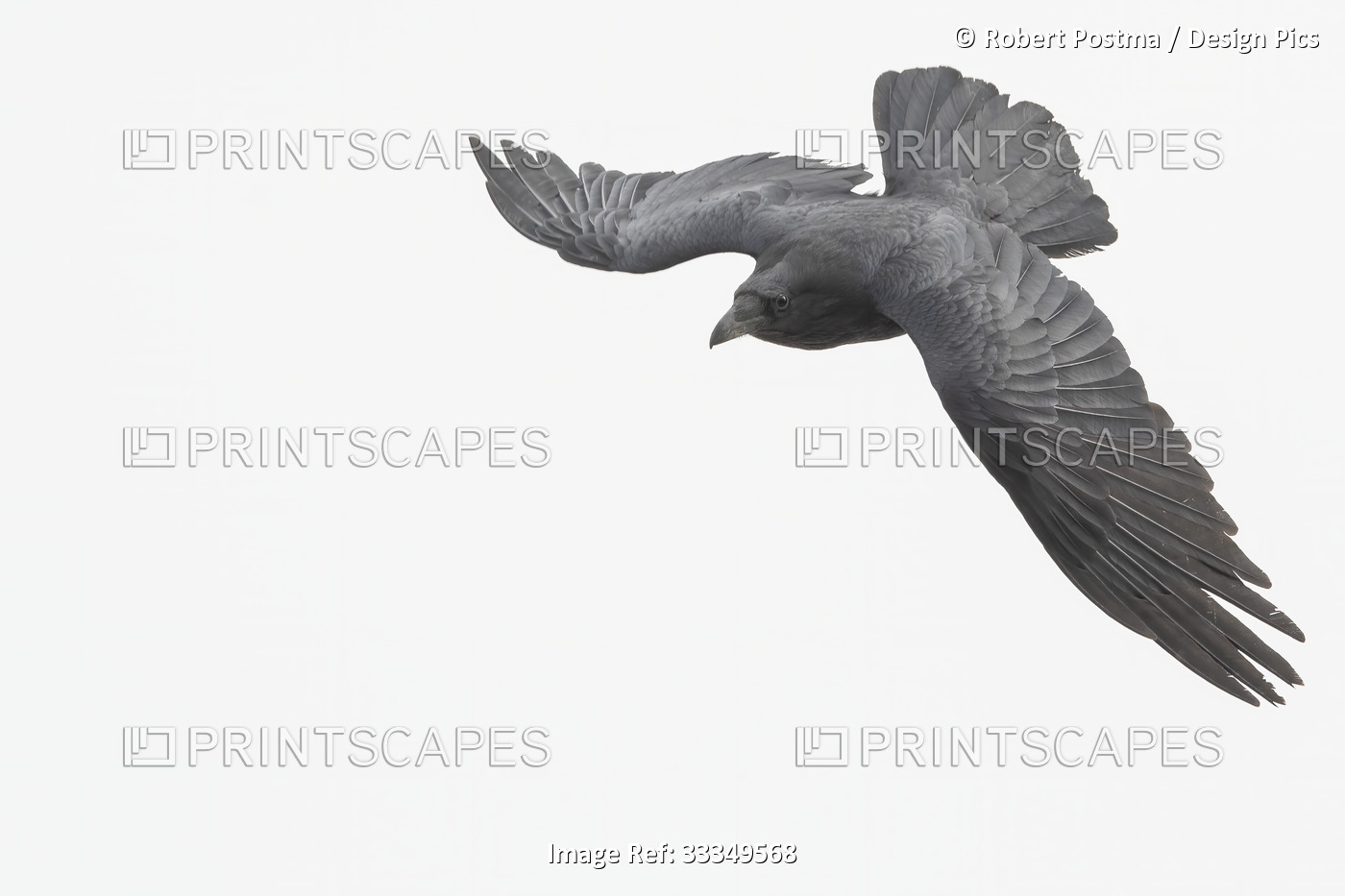 Close-up portrait of a common raven (Corvus corax) flying around Whitehorse and ...