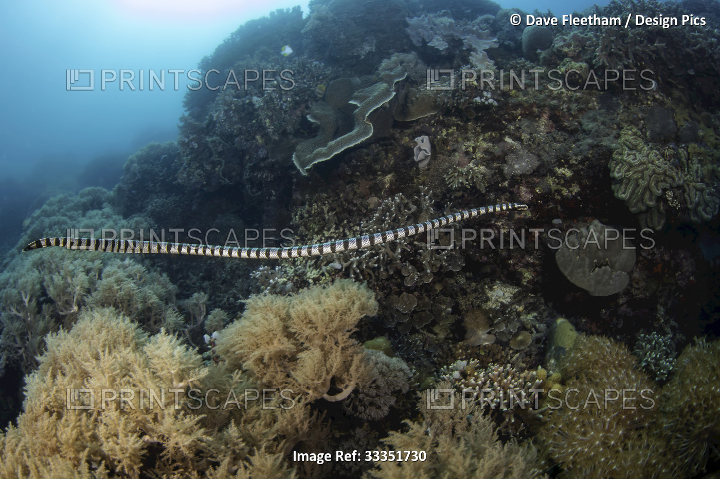 Yellow-lipped sea krait (Laticauda colubrina) swimming in a coral reef; ...
