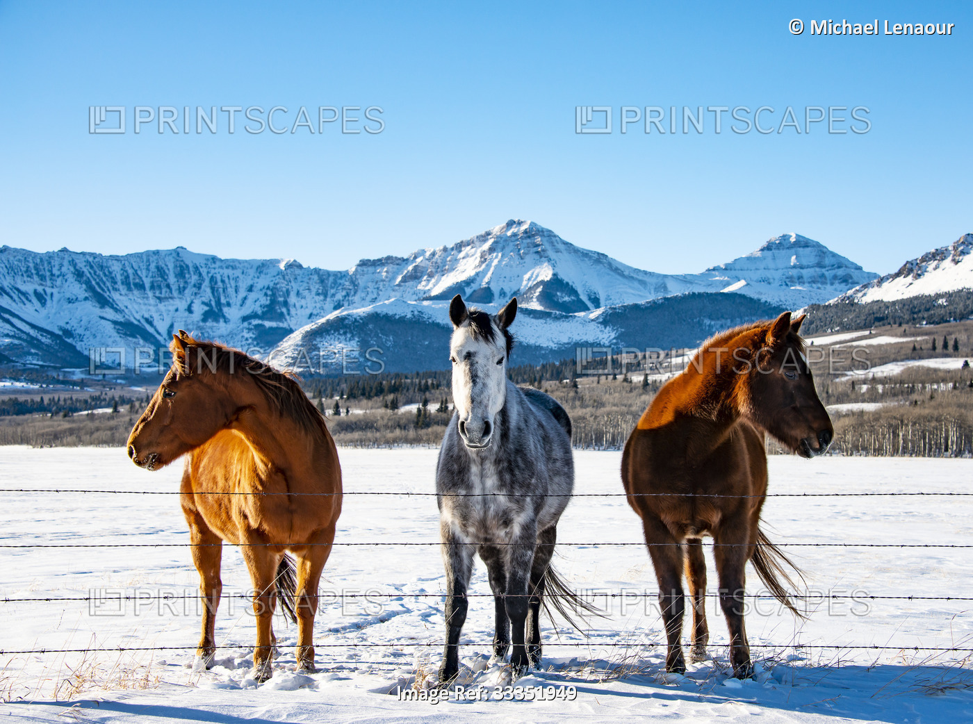 Three horses stand in a row along a fence in a snowy pasture with a ...
