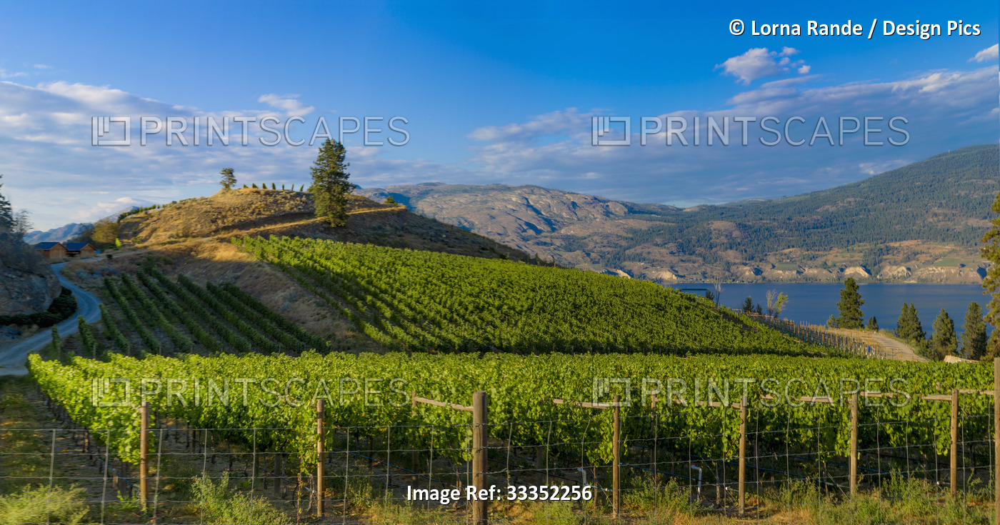 Lush, organic vineyard on the slopes of the Sage Hill Winery overlooking the ...