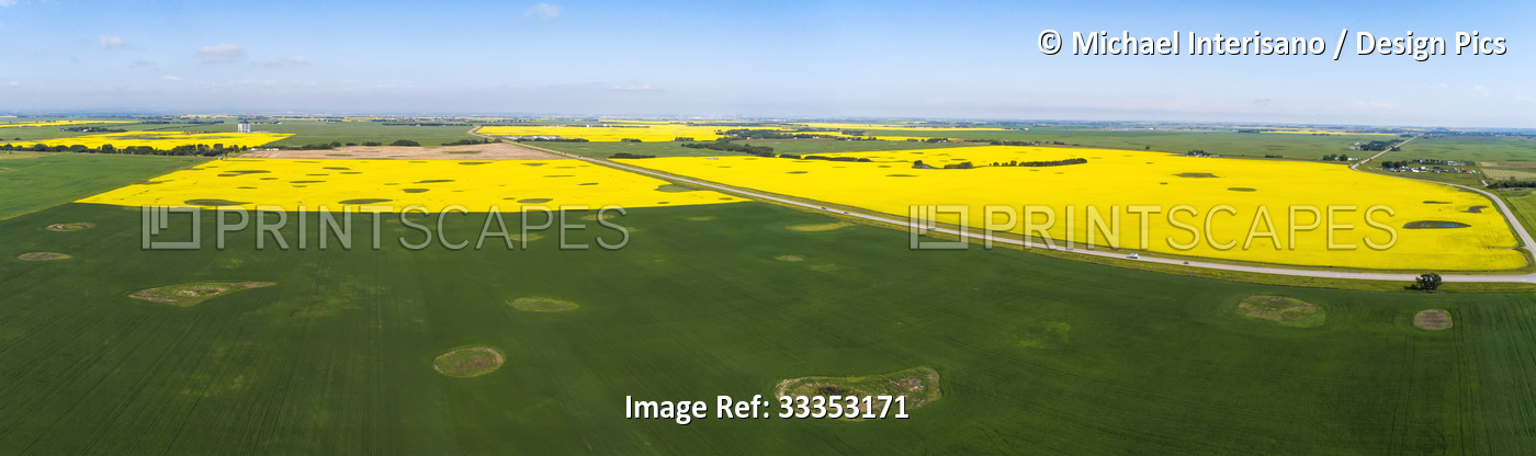 Aerial view of a country road crossing flowering canola fields that are ...