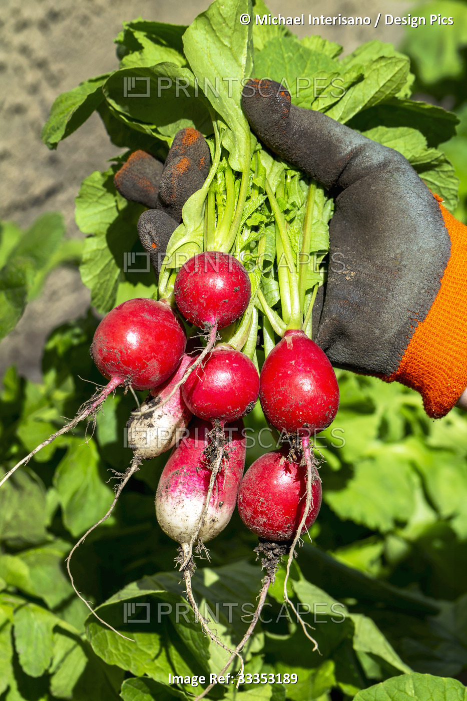 Close-up of a female hand wearing a garden glove holding a bunch of radishes ...
