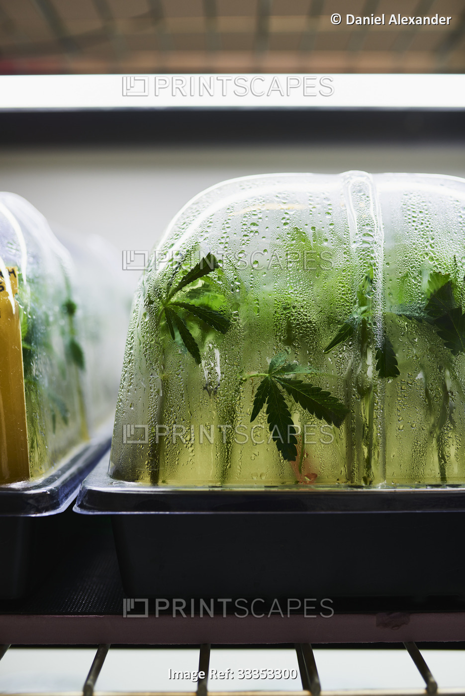 Close-up of Cannabis plants growing in sterile lab environment; Canada
