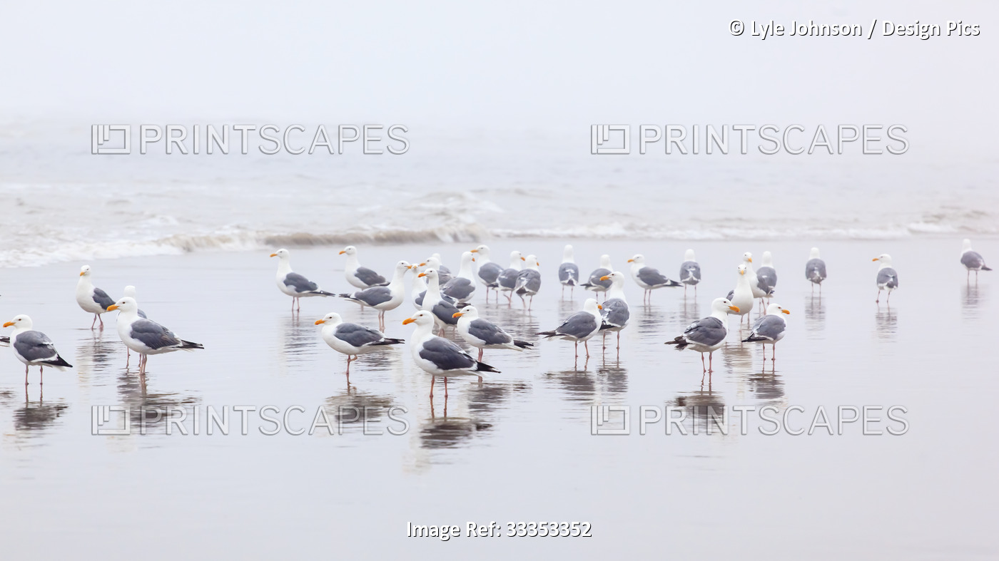 Seagulls standing on the wet beach in the surf; Cannon Beach, Oregon, United ...