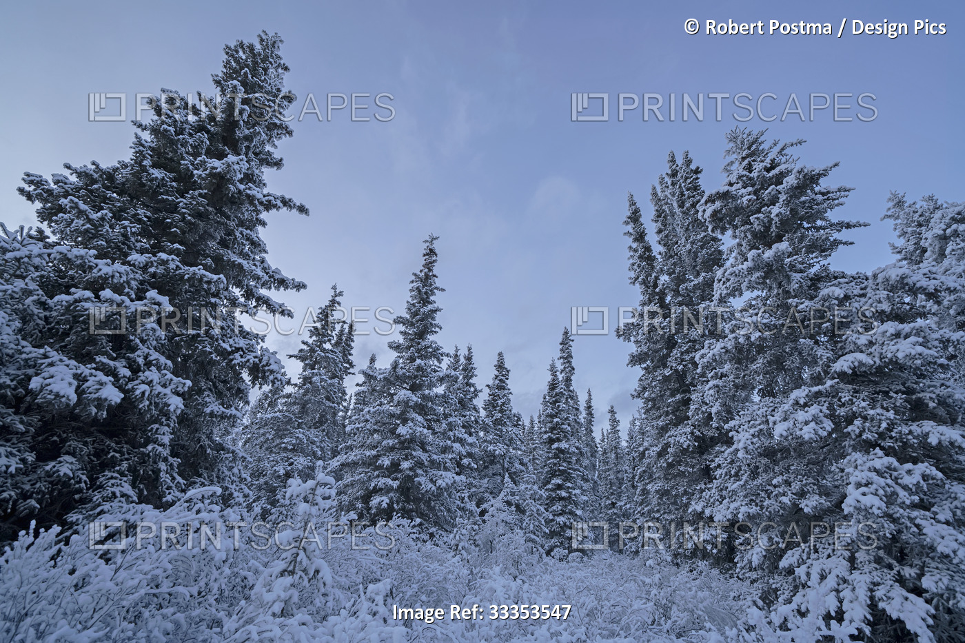 Snow-covered trees in a forest with a blue sky; Whitehorse, Yukon, Canada
