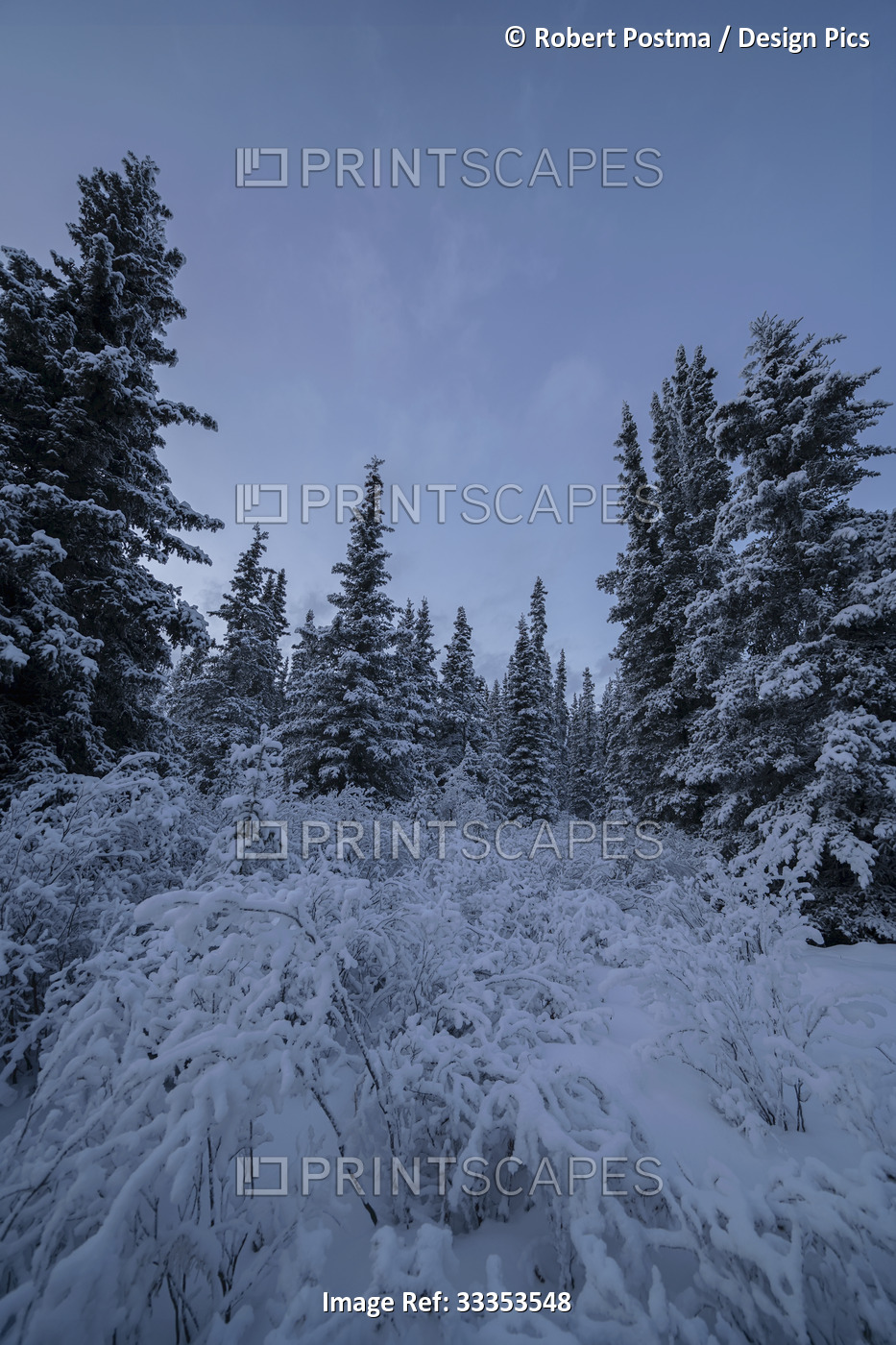 Snow-covered trees in a forest with a blue sky; Whitehorse, Yukon, Canada