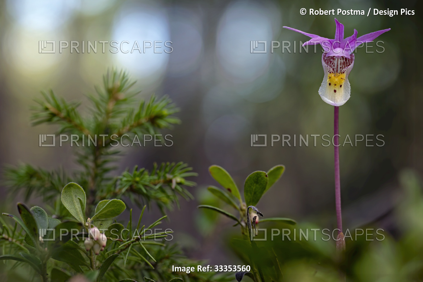 Fairy Slipper Calypso (Calypso bulbosa) flower in bloom beside other foliage; ...