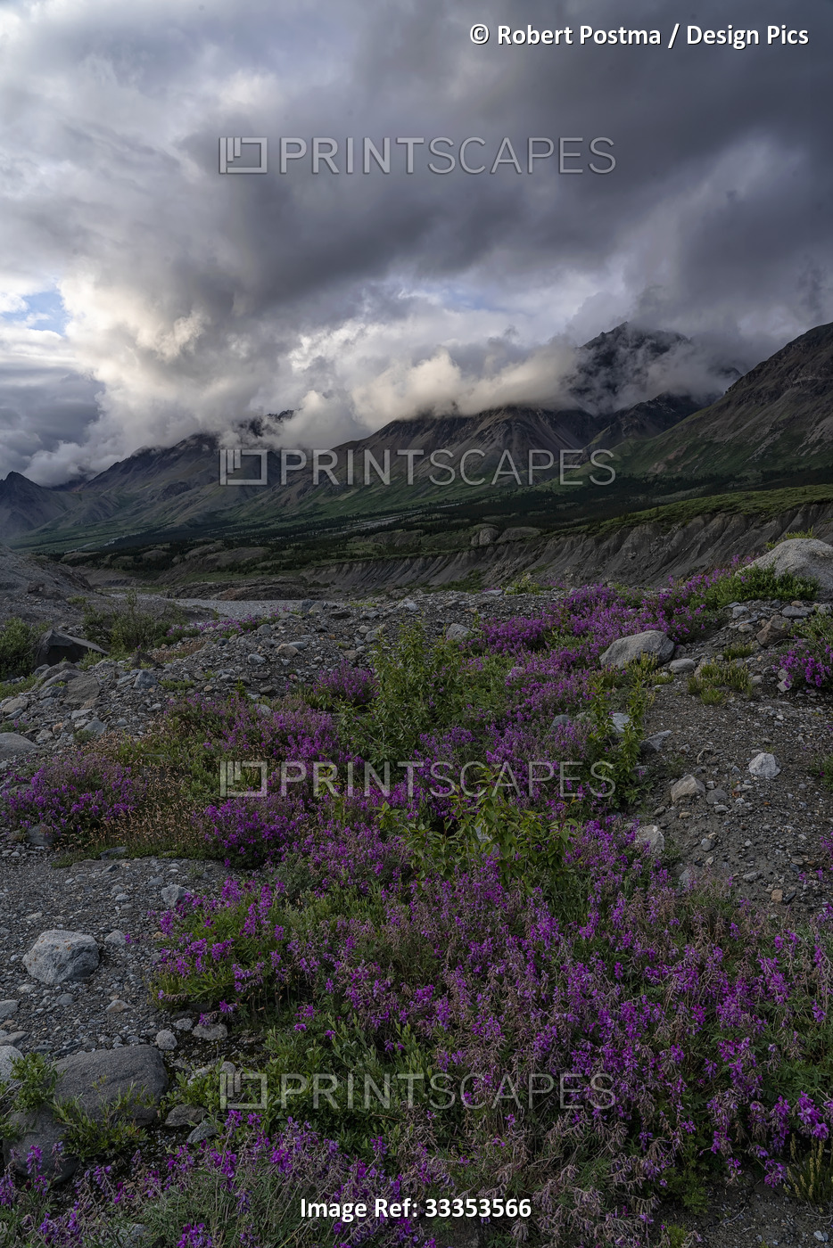 Mountain landscape and wildflowers near Haines Junction in Kluane National Park ...