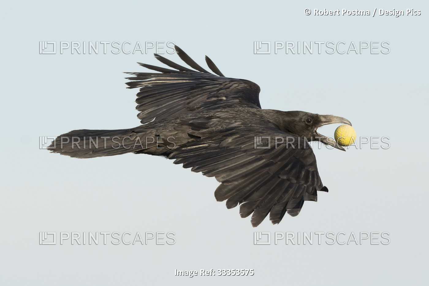 Raven (Corvus corax) flying with a golfball in it's beak; Whitehorse, Yukon, ...