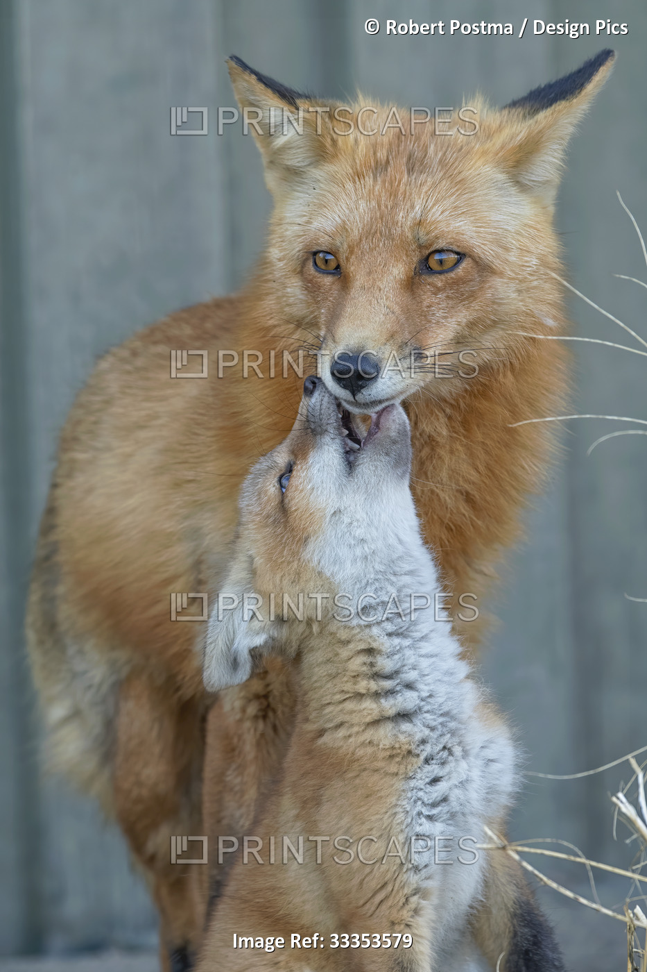 Red fox (Vulpes vulpes) kit shows affection to its parent. These are urban ...