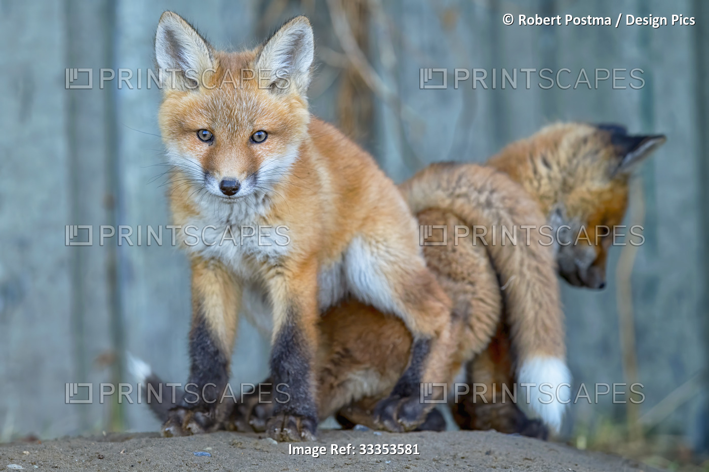 Two Red fox kits (Vulpes vulpes) playing together. These are urban foxes and ...