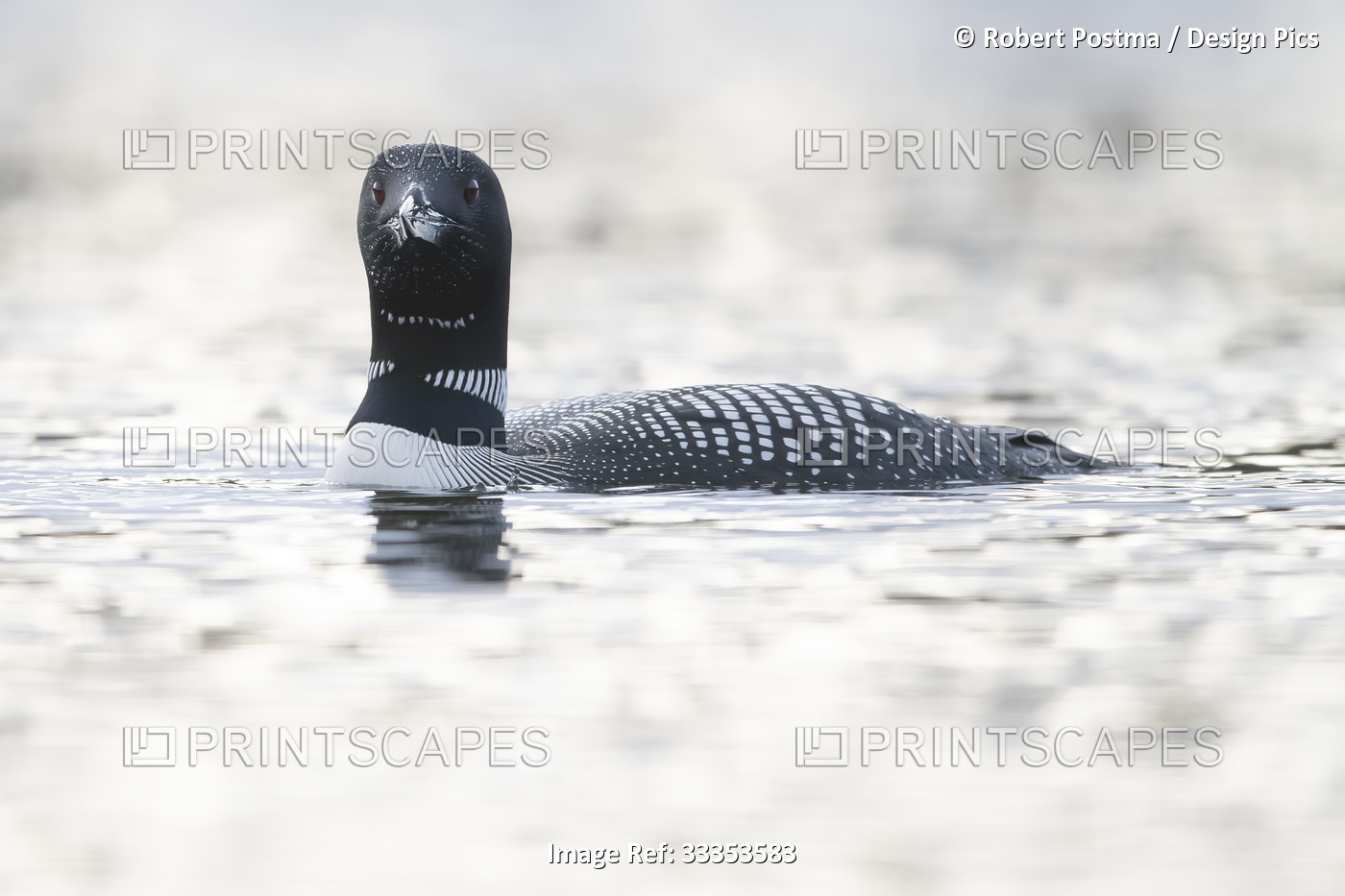 Common Loon (Gavia immer) in breeding plumage swimming in a small lake; ...
