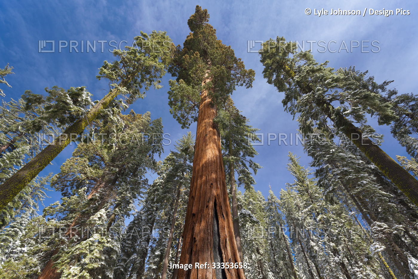 Redwoods in snow in Mariposa Grove, Yosemite National Park; California, United ...