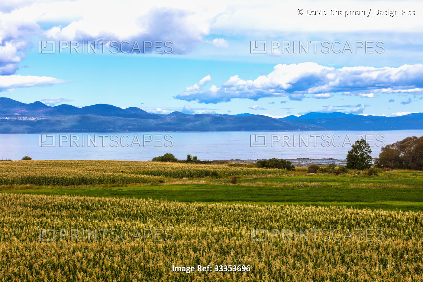 Corn fields ripening along the banks of the St Lawrence River on a sunny day ...