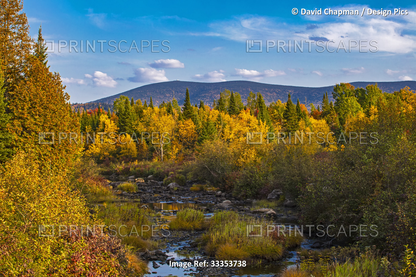 Vibrant autumn colours on the trees surrounding a tranquil stream; Val-Racine, ...